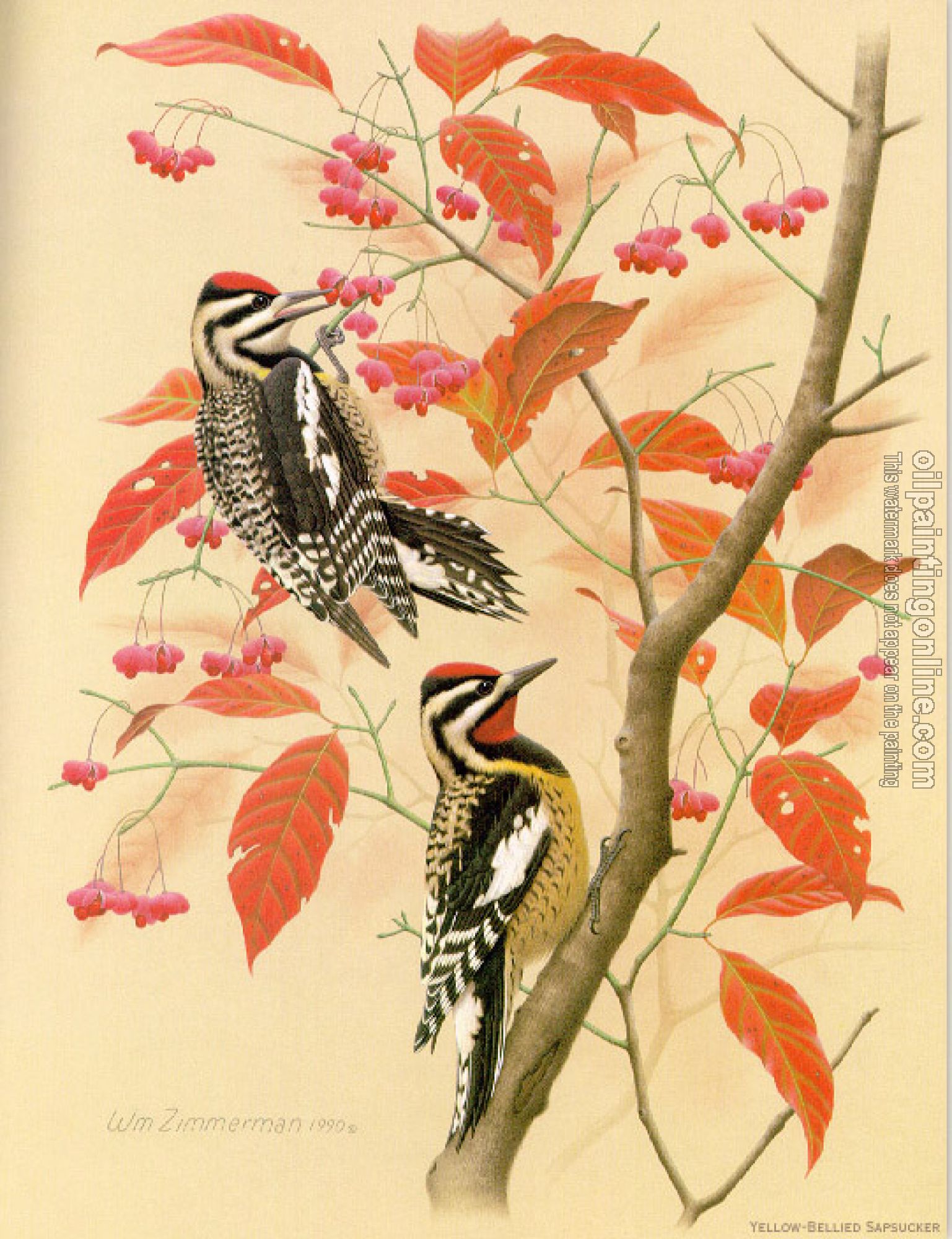 William Zimmerman - Yellow-bellied Sapsucker